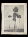 Large Collotype Print 5 Palm Trees Waterfront Scene Florida The Albertype Co. NY