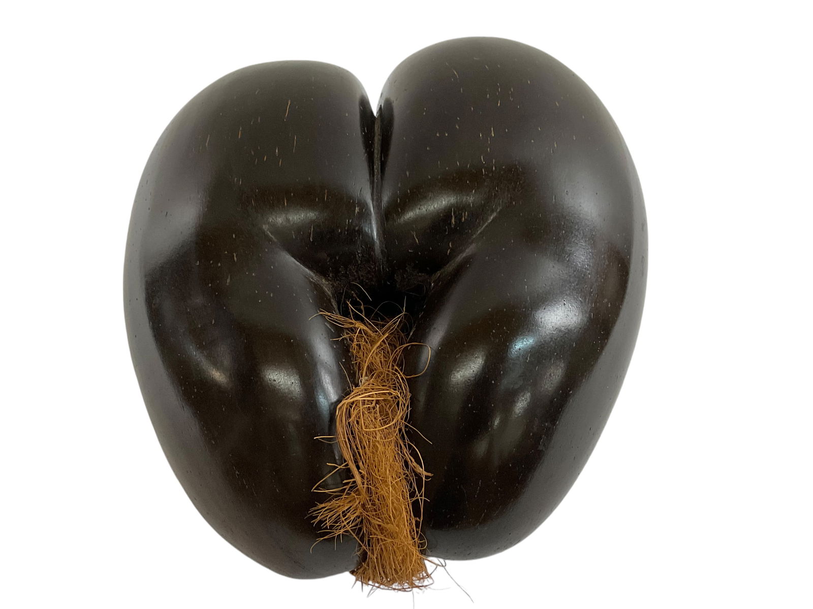 Coco De Mer or Sea Coconut with Coir (1 of 5)