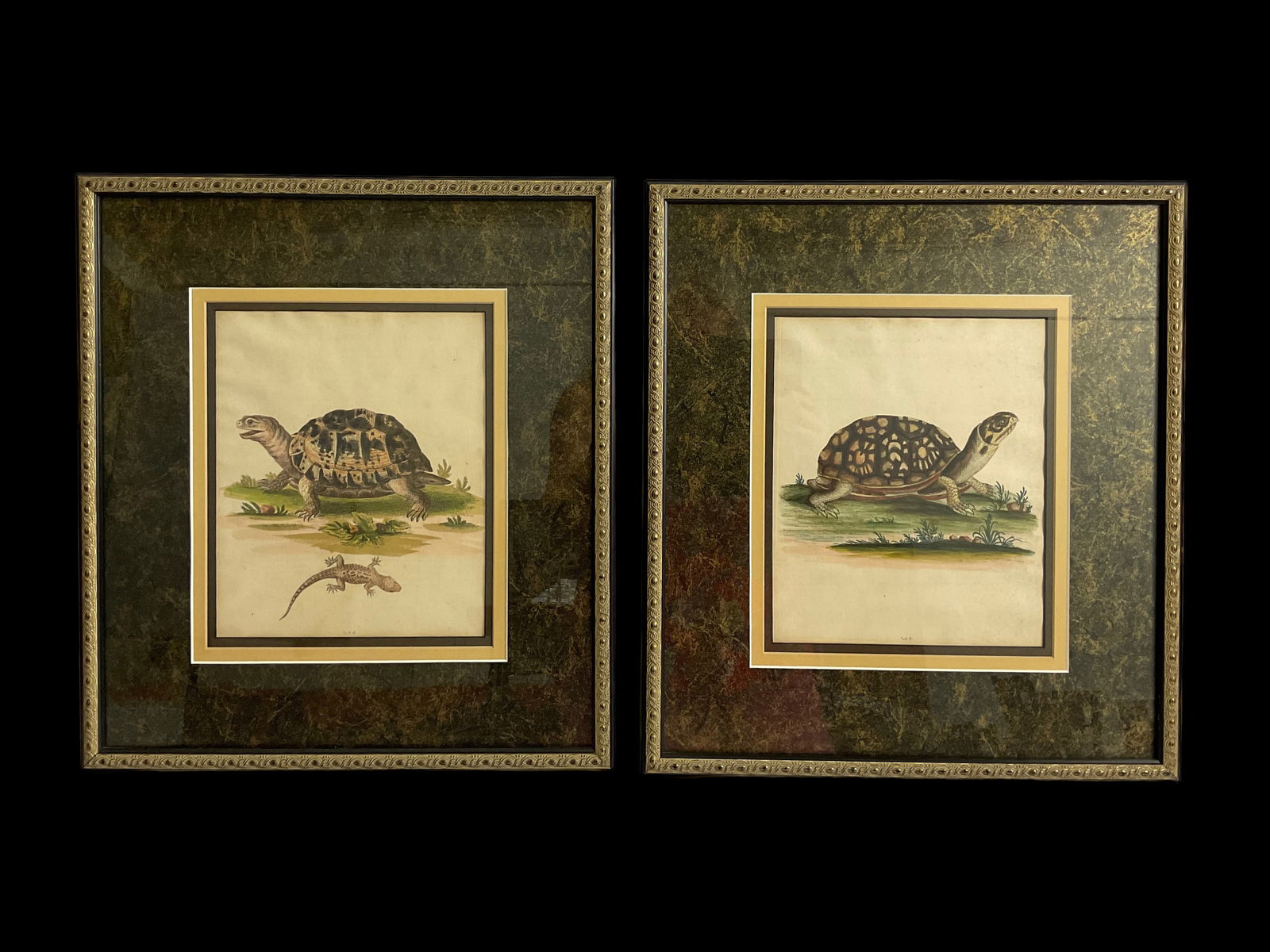 A Pair of Engravings of Turtles by George Edwards (1 of 9)