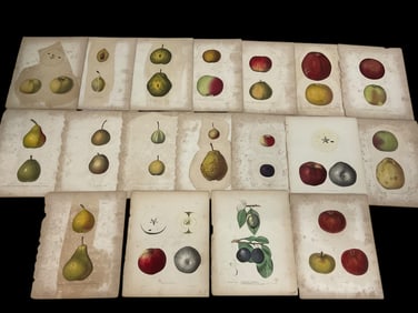 Set 18 Antique Colored Fruit Lithographs Unframed