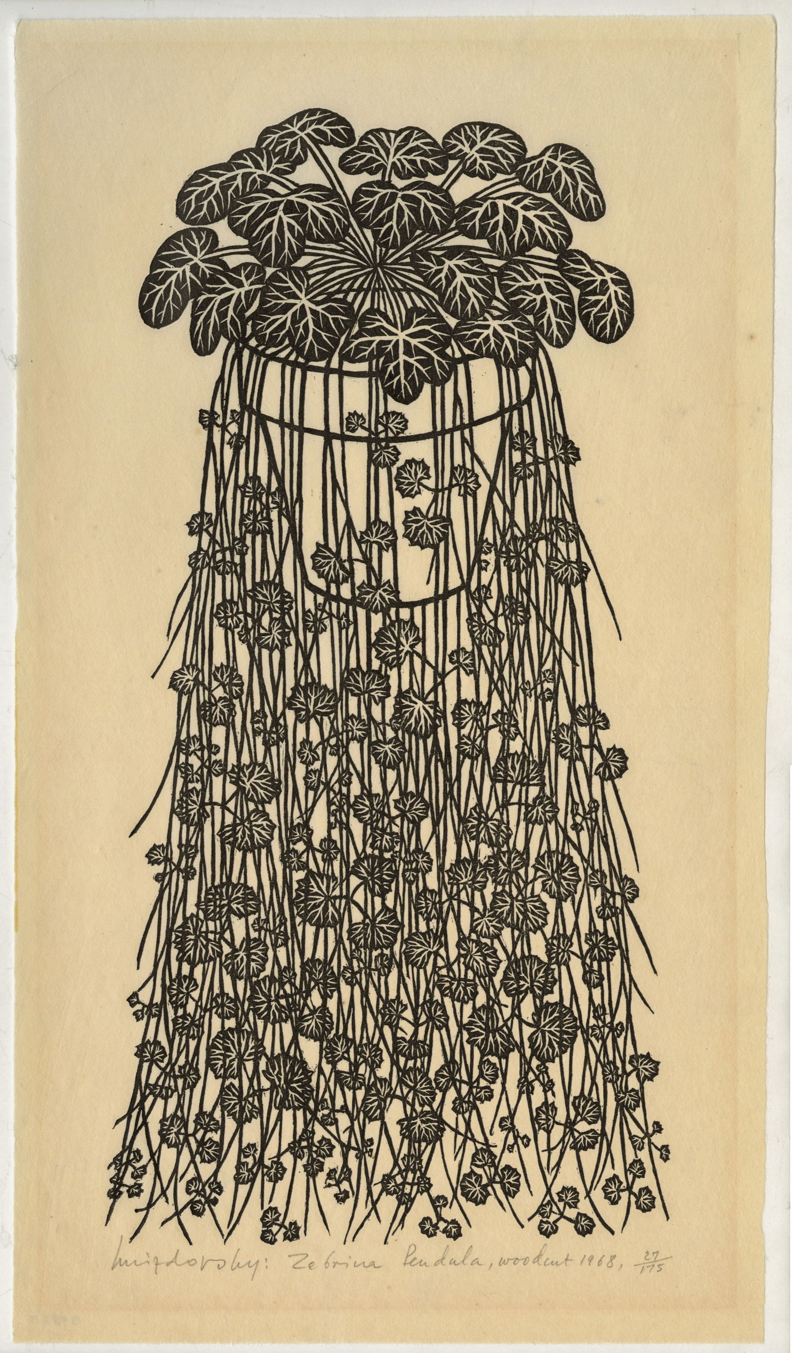 Jacques HNIZDOVSKY: "Zebrina Pendula".: Jacques HNIZDOVSKY (Ukrainian American, 1915-1985): "Zebrina Pendula". Woodcut on japan wove paper, 1968. Edition of 175. Today known by the new scientific name "tradescantia zebrina", or more commonl