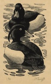 Charles F. TURNICLIFFE: "Tufted Drakes".