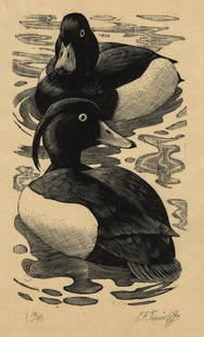 Charles F. TURNICLIFFE: "Tufted Drakes".: Charles F. TURNICLIFFE (British, 1901-1979): "Tufted Drakes". Wood engraving on tissue-thin laid Japan paper, circa 1945. Edition of 50. Signed and numbered in pencil. Image size: 5 5/8 x 3 3/8