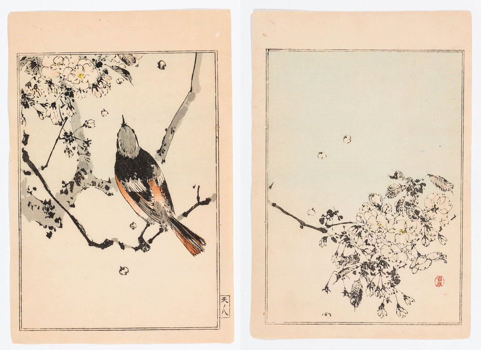 Seitei WATANABE/Shotei: "Birds on Flowering Branch".: Seitei WATANABE/Shotei (Japanese, 1852-1918): "Birds on Flowering Branch" from the series "Birds and Flower Painting Manual". A pair of woodblock prints on paper, 1891. Sizes given are for each. Image