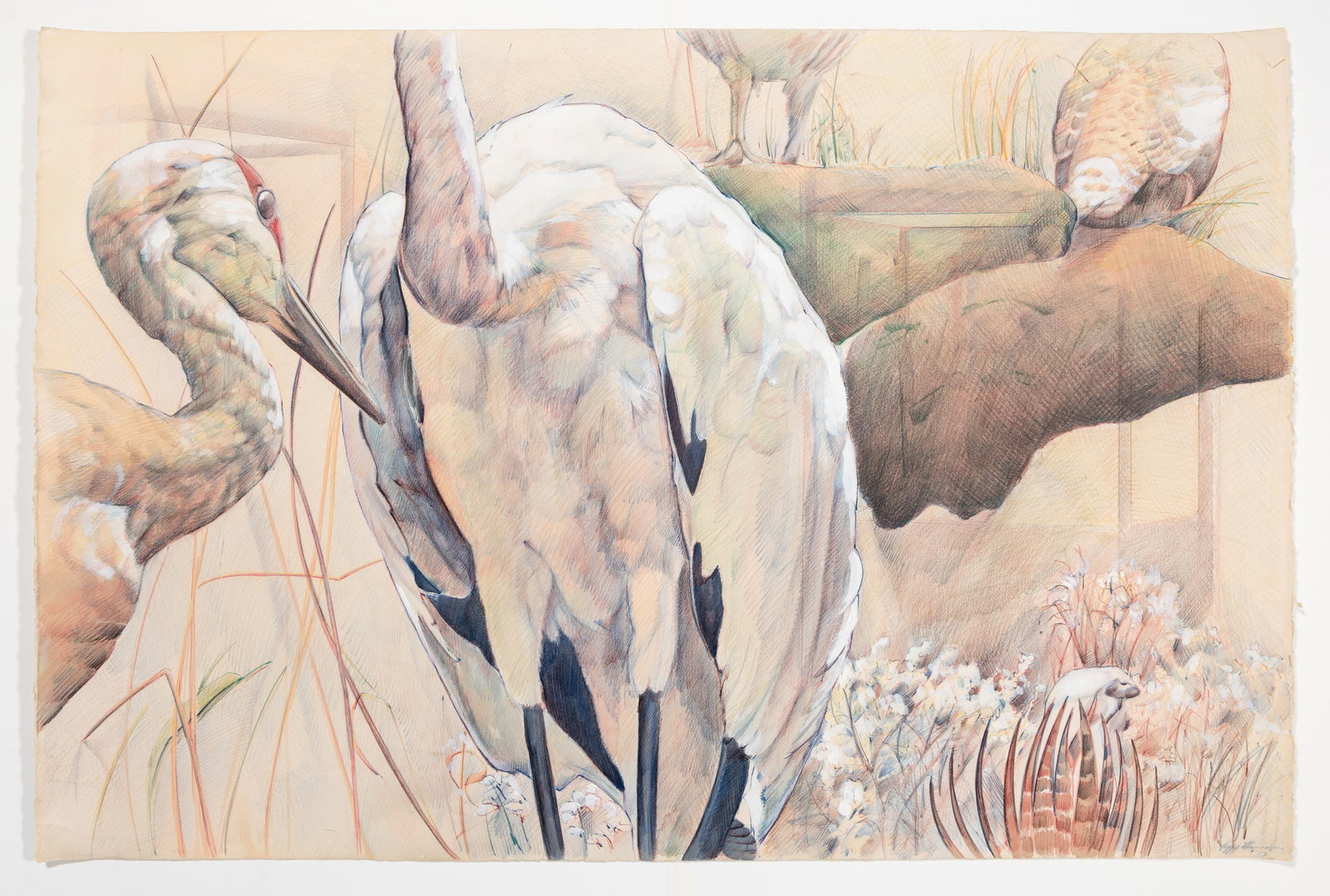 Peggy MacNAMARA: "One White Crane, Field Museum". (1 of 1)