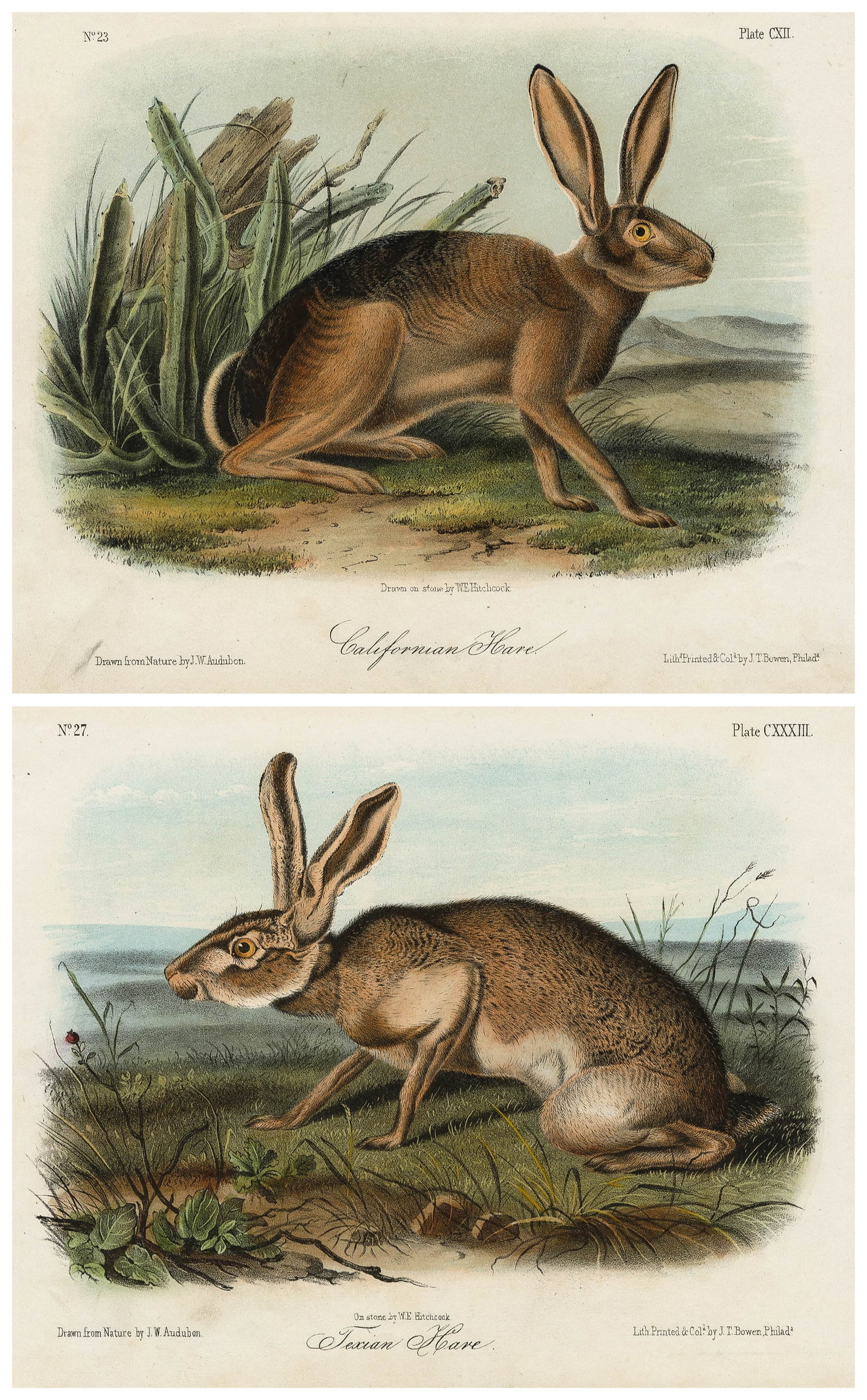 John James AUDUBON: Two lithographs. (1 of 5)