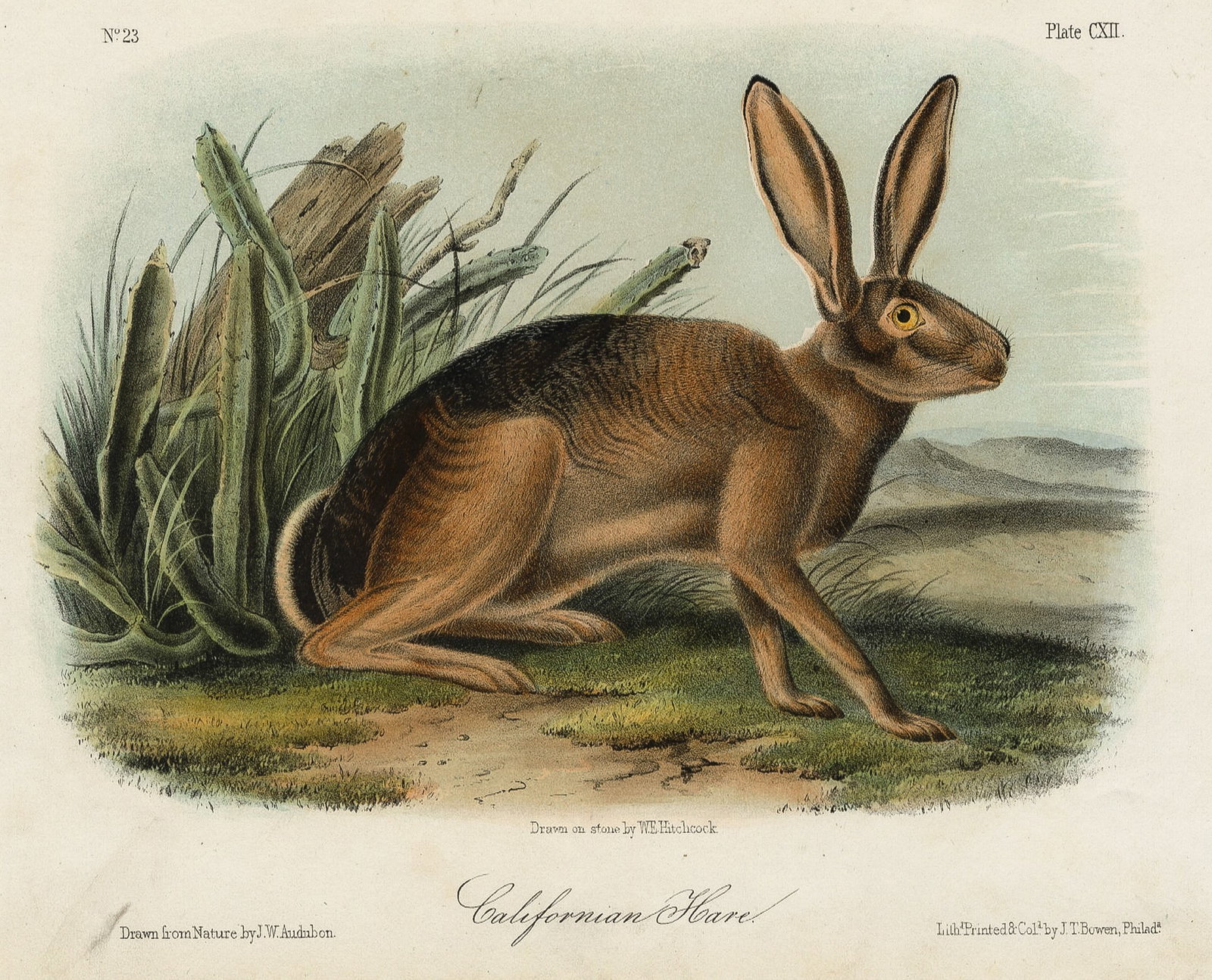 John James AUDUBON: Two lithographs. - 2