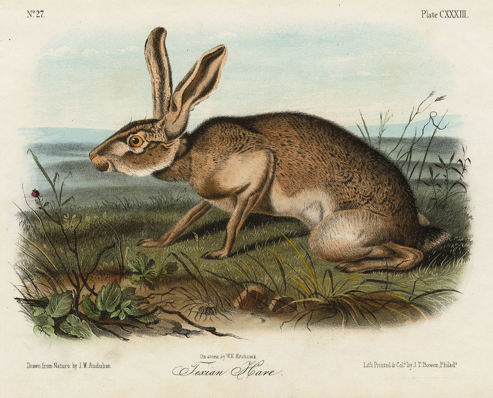John James AUDUBON: Two lithographs. - 3