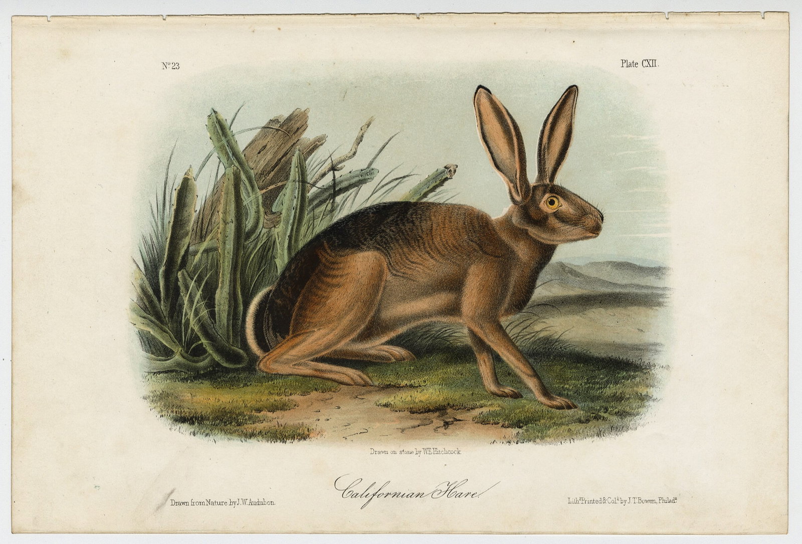 John James AUDUBON: Two lithographs. - 4