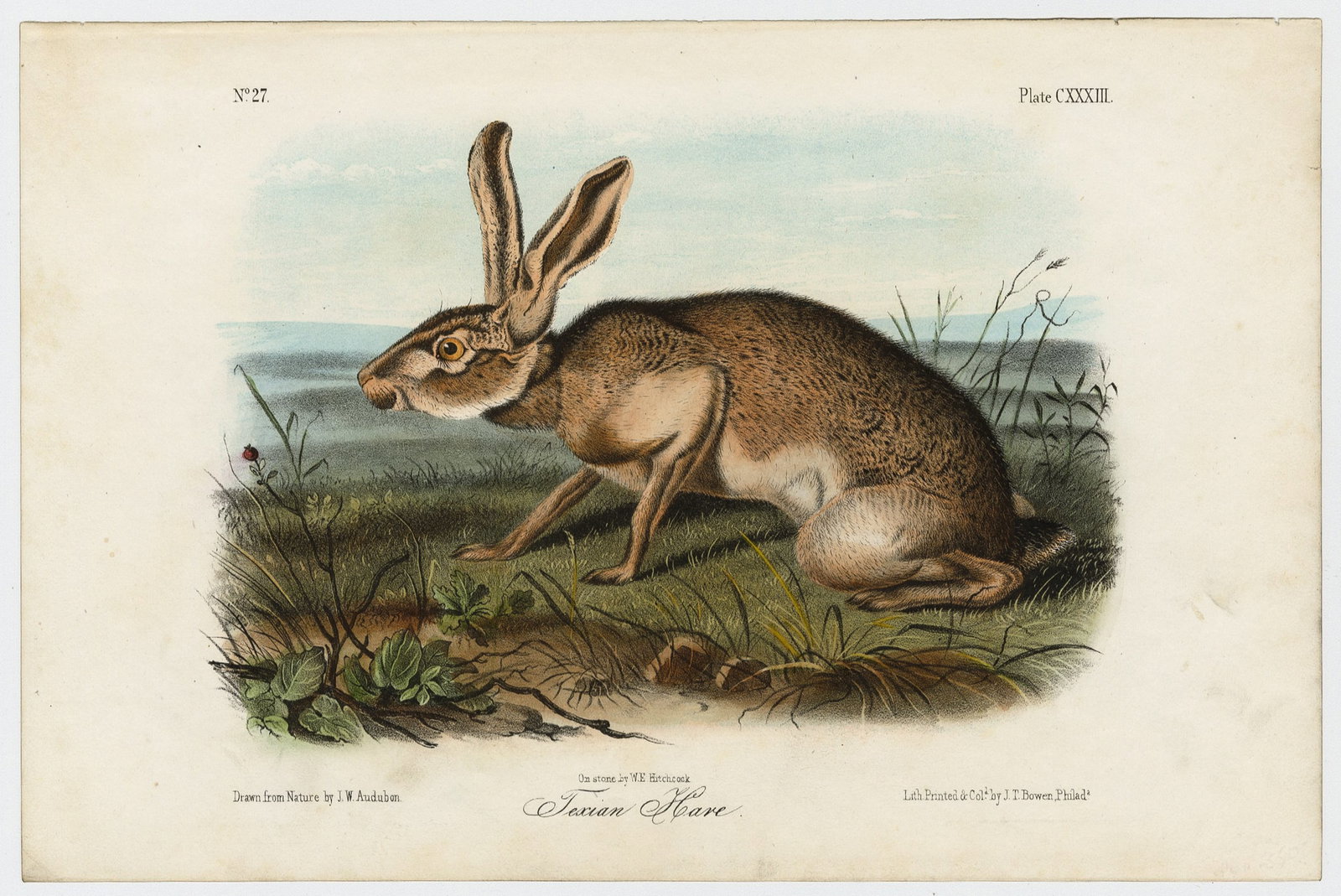 John James AUDUBON: Two lithographs. - 5