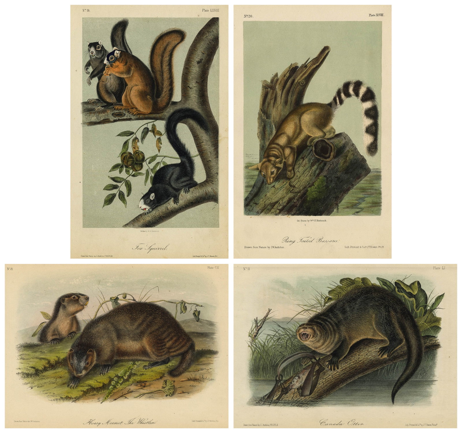 John James AUDUBON: Four lithographs. (1 of 9)