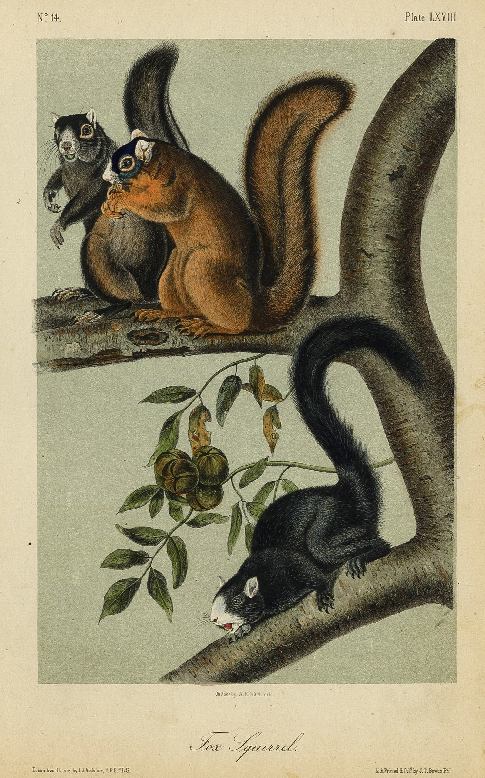John James AUDUBON: Four lithographs. - 2