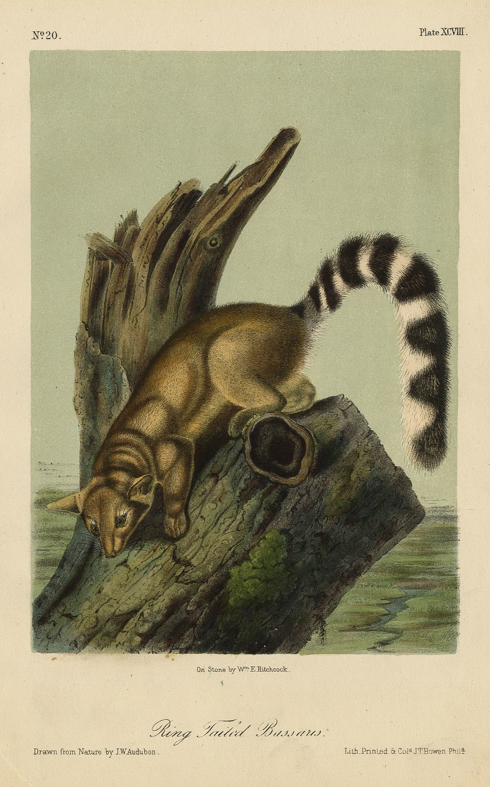 John James AUDUBON: Four lithographs. - 3
