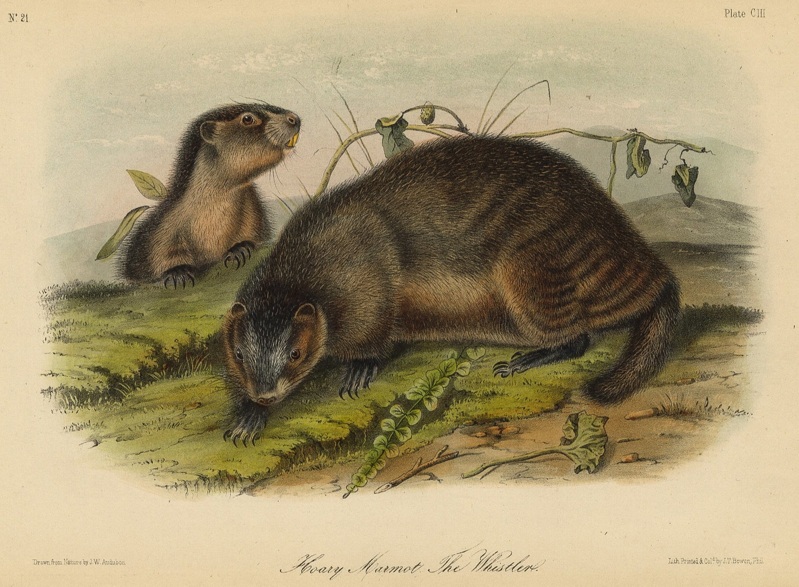 John James AUDUBON: Four lithographs. - 4