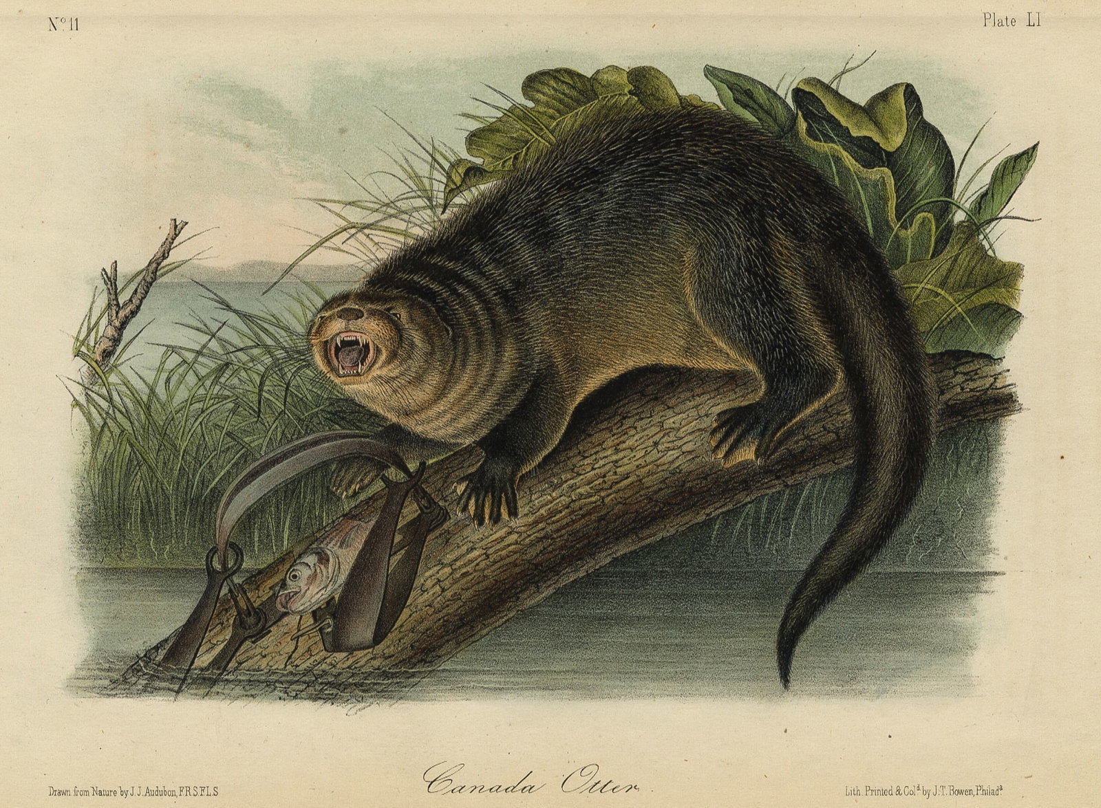 John James AUDUBON: Four lithographs. - 5