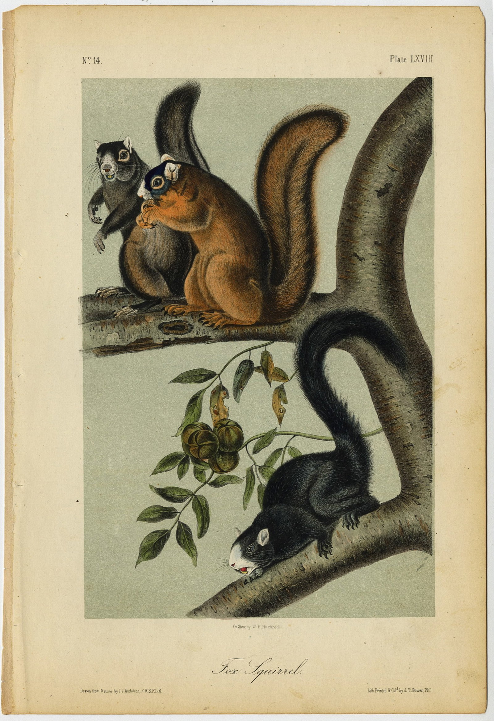 John James AUDUBON: Four lithographs. - 6