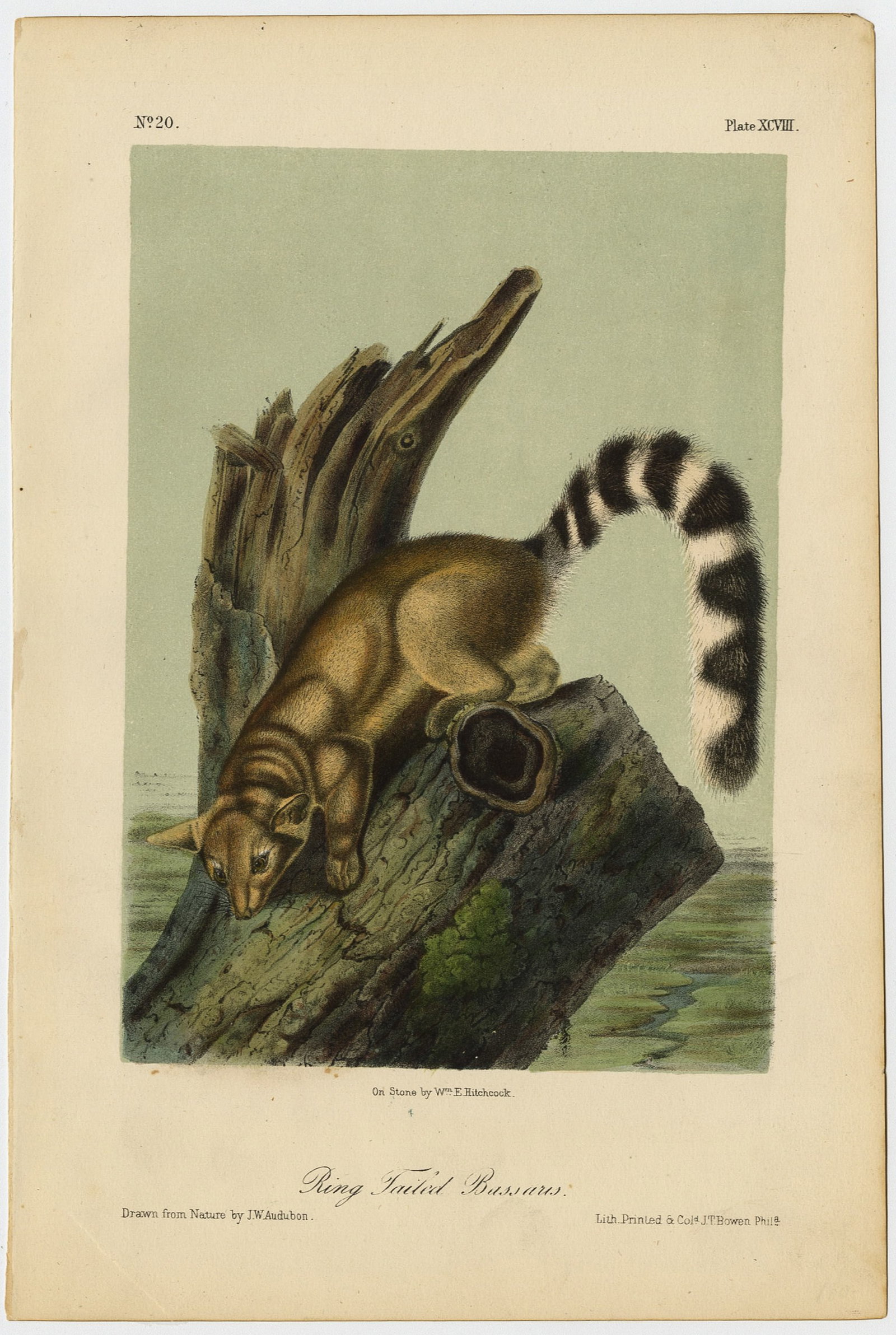 John James AUDUBON: Four lithographs. - 7