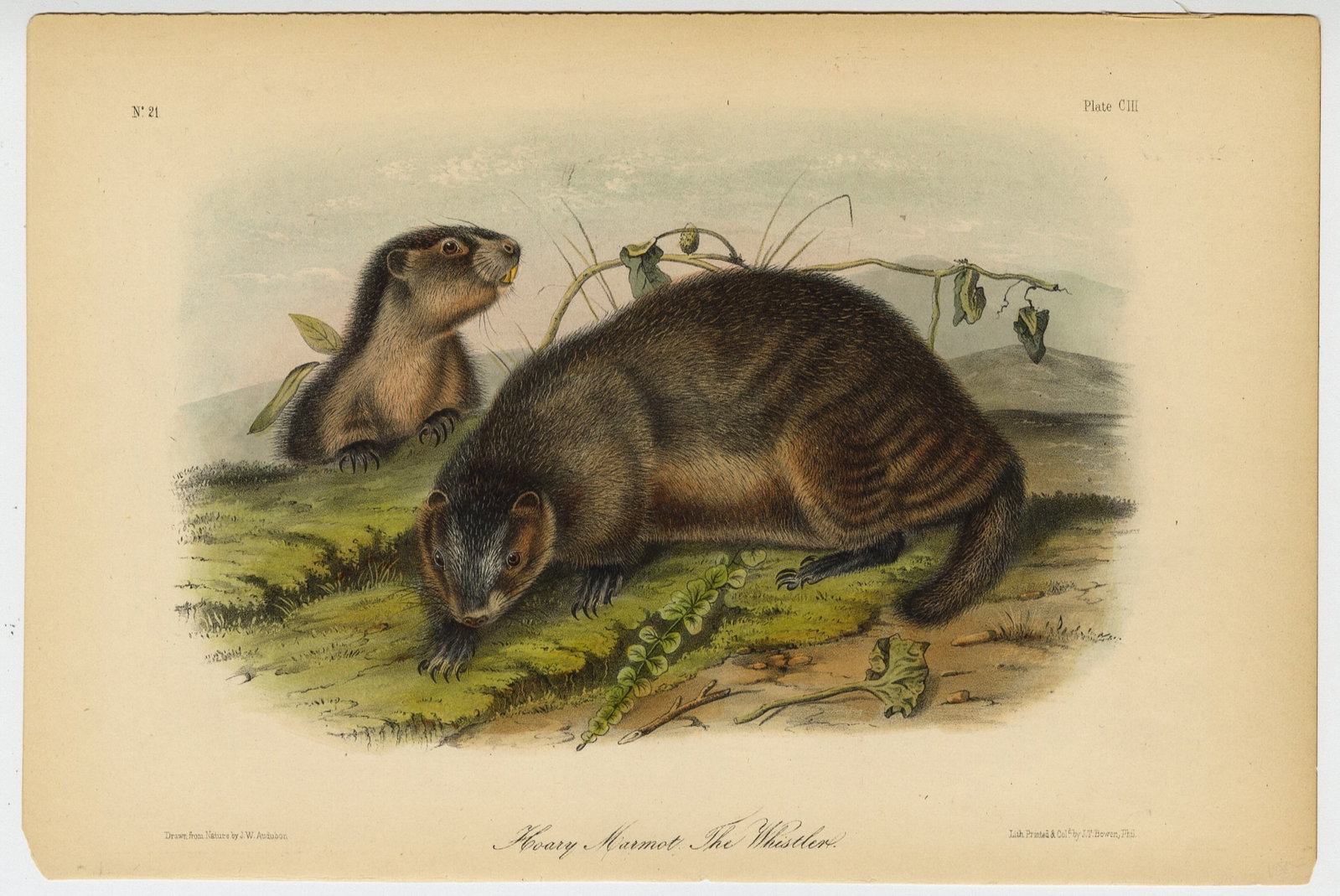 John James AUDUBON: Four lithographs. - 8