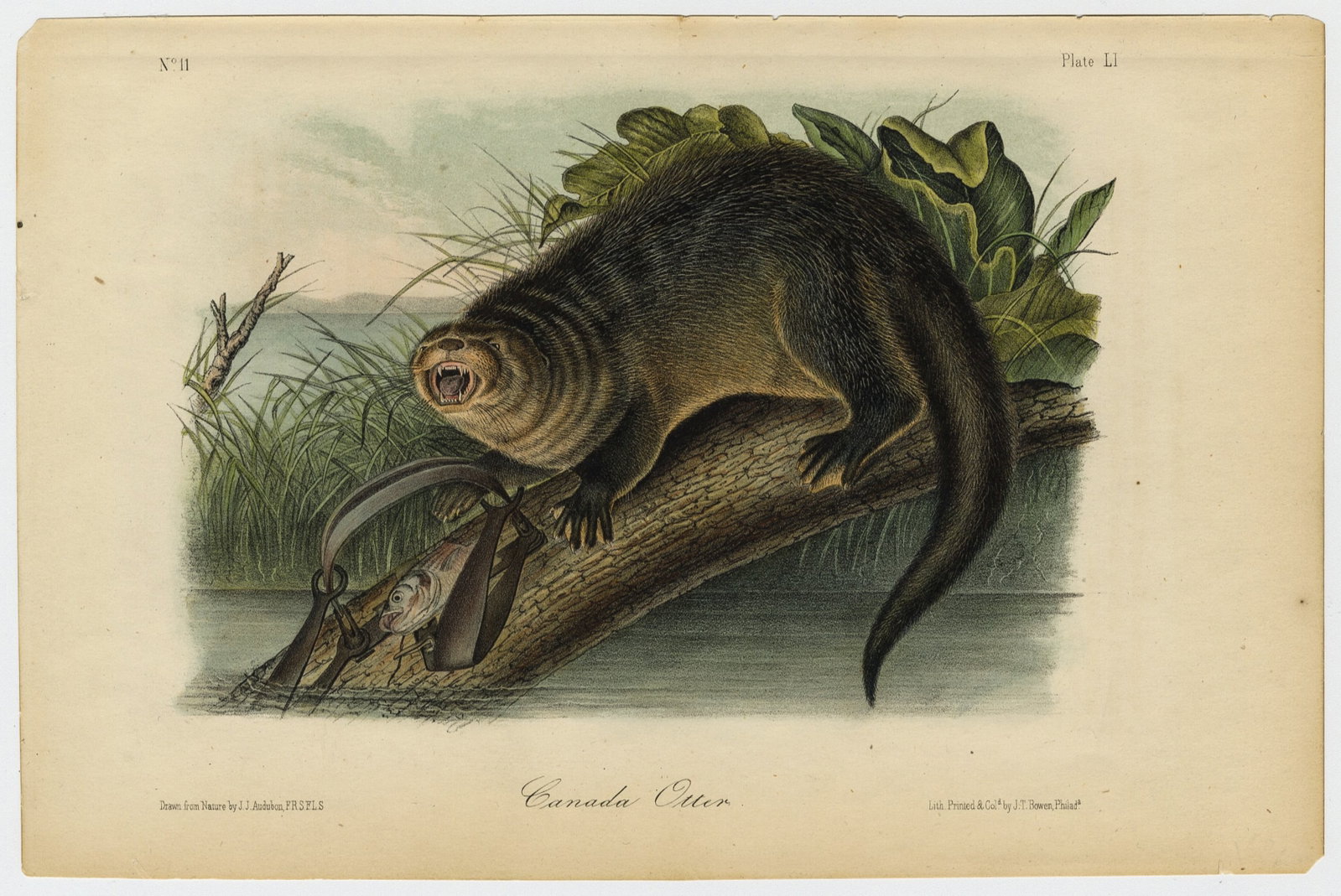 John James AUDUBON: Four lithographs. - 9