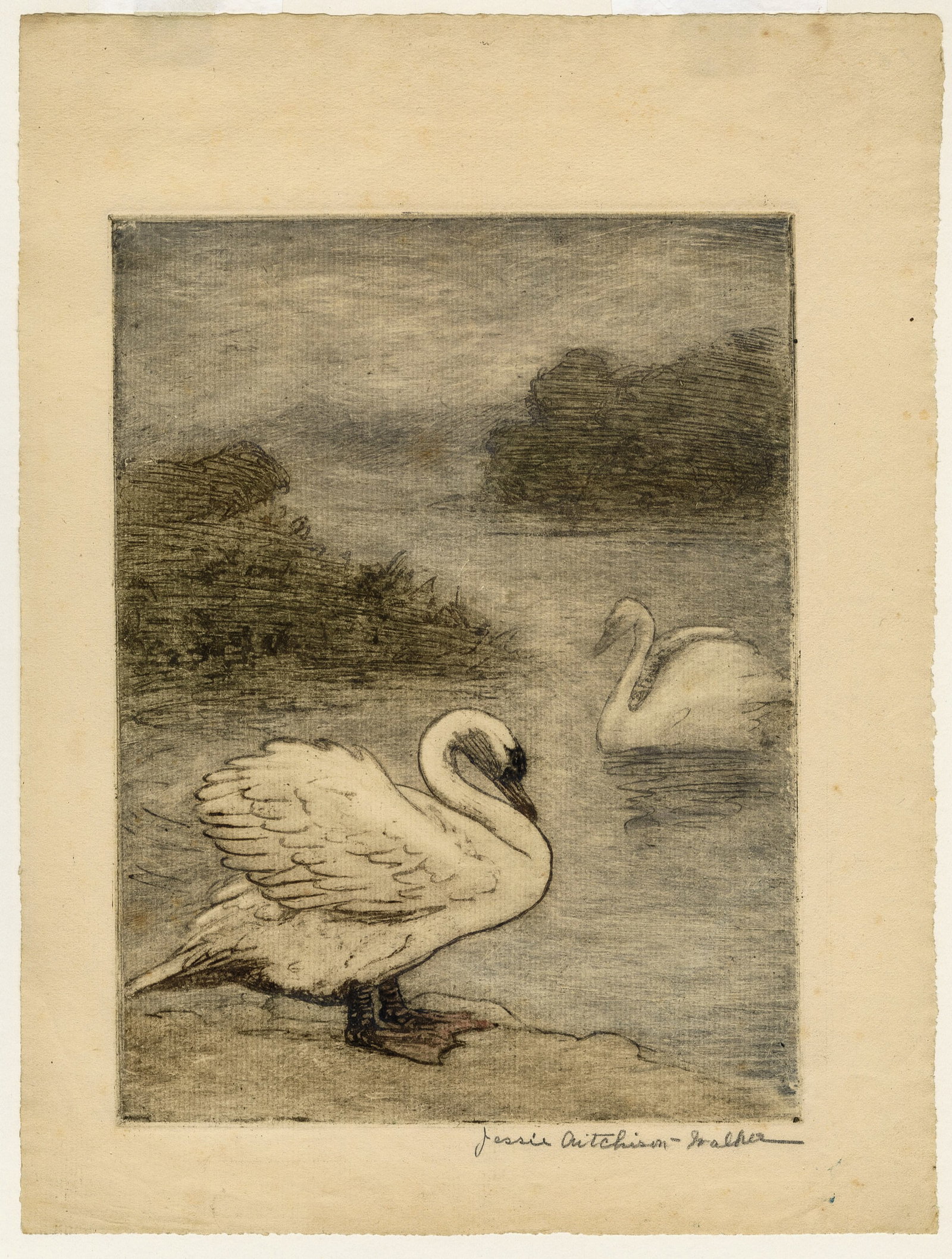 Jessie AITCHISON-WALKER: "Two Swans". - 2