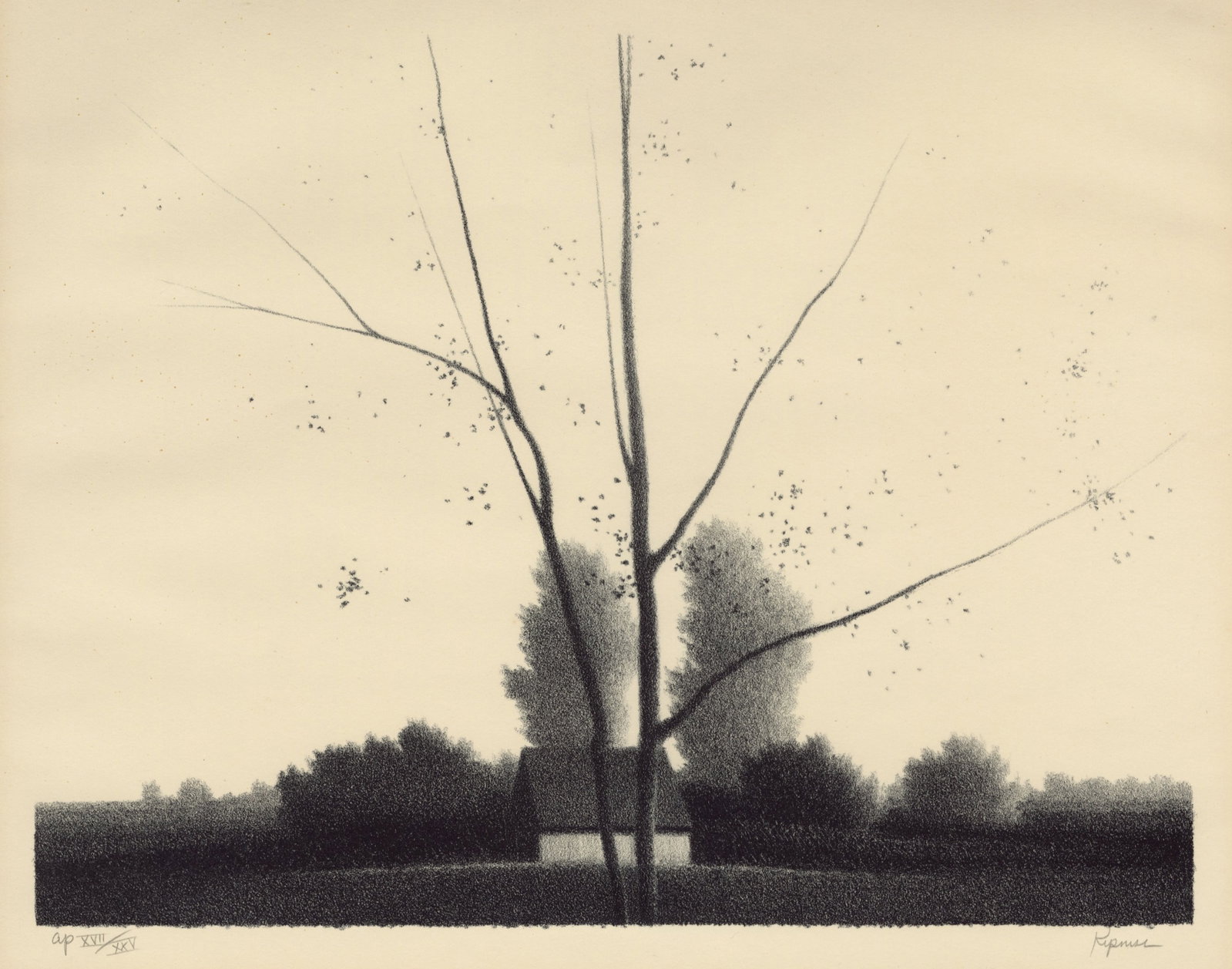 Robert KIPNISS: "Young Birch".: Robert KIPNISS (American, born 1931): "Young Birch". Lithograph on wove paper. One of 25 artist's proofs. Signed, annotated, and numbered in Roman numerals in pencil. Image size: 10 x 13 inches.