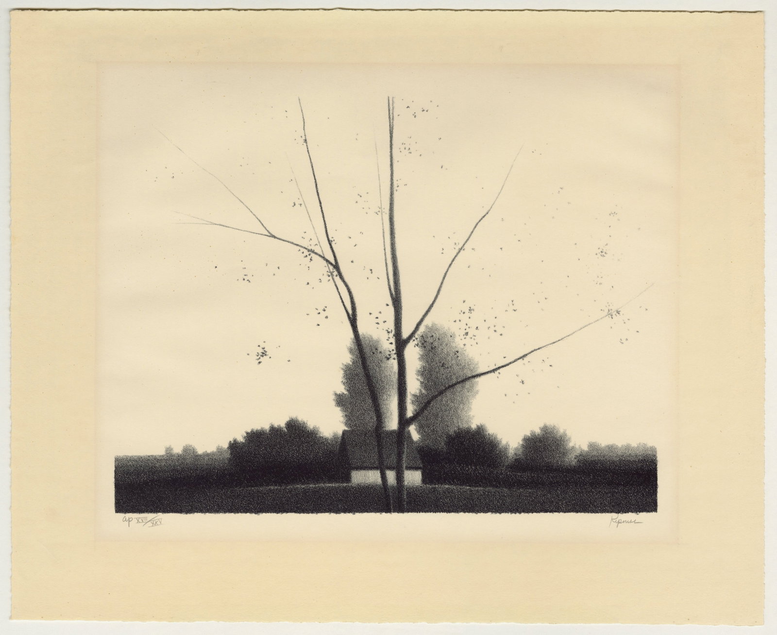 Robert KIPNISS: "Young Birch". - 2