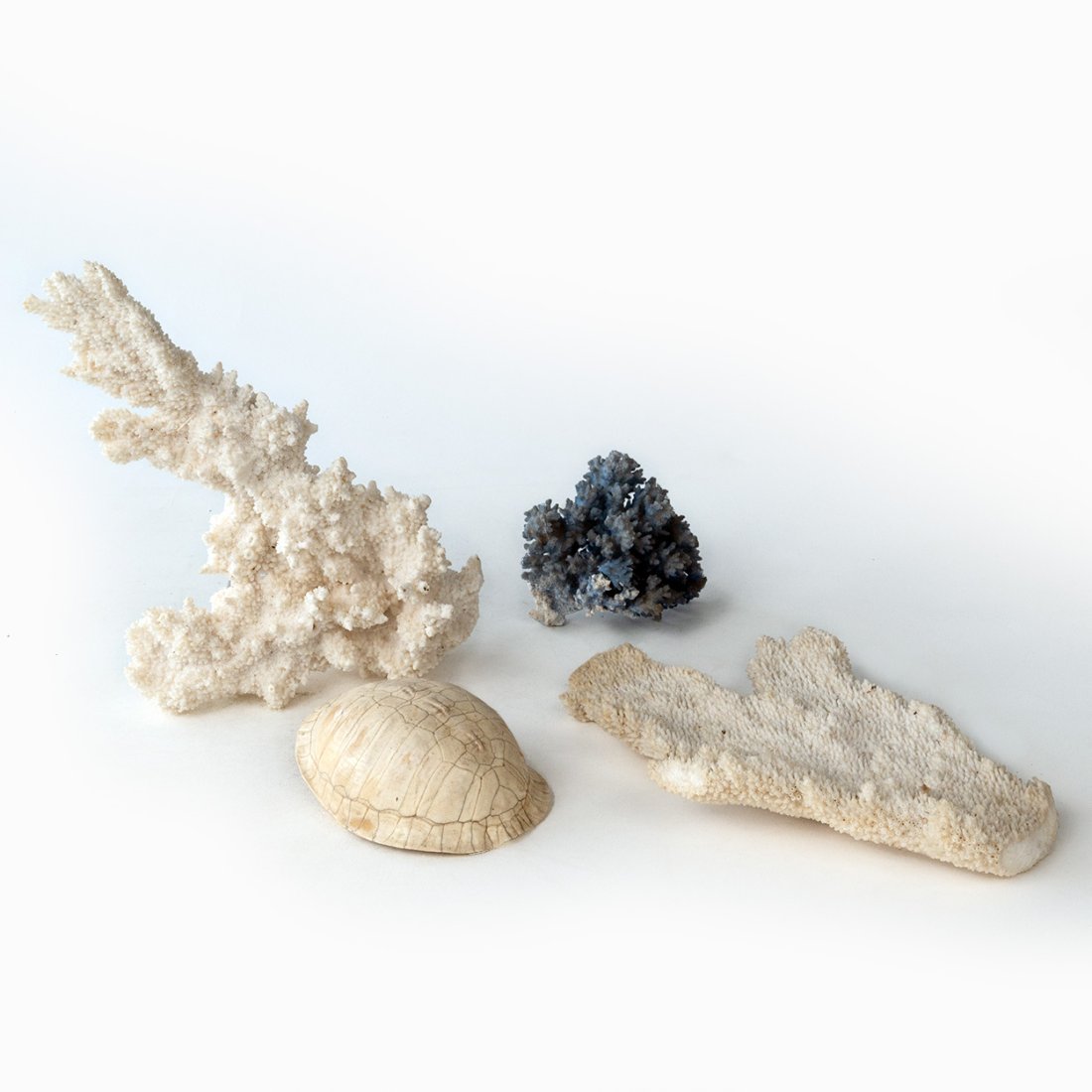 3pc. Coral and Turtle Shell (1 of 3)