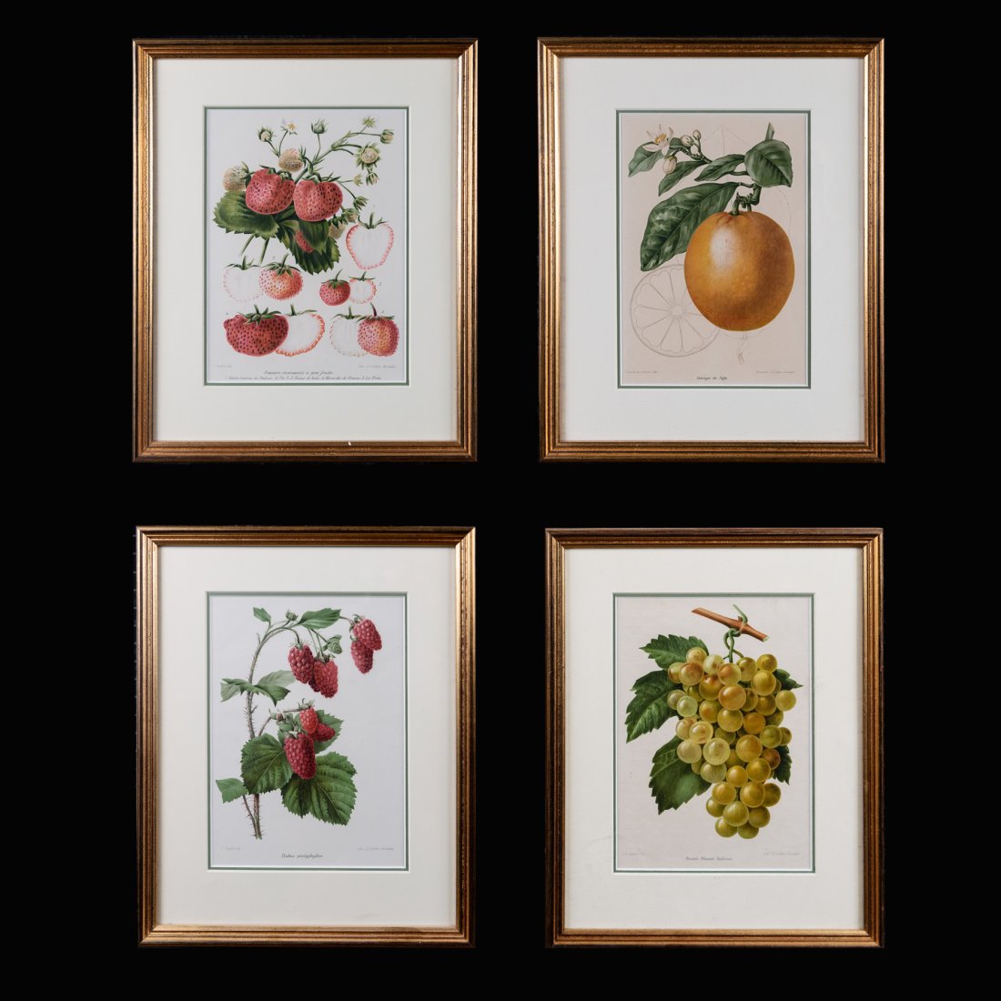 Set of 4 Botanical Chromolithographs by J.L. Goffarts (1 of 5)