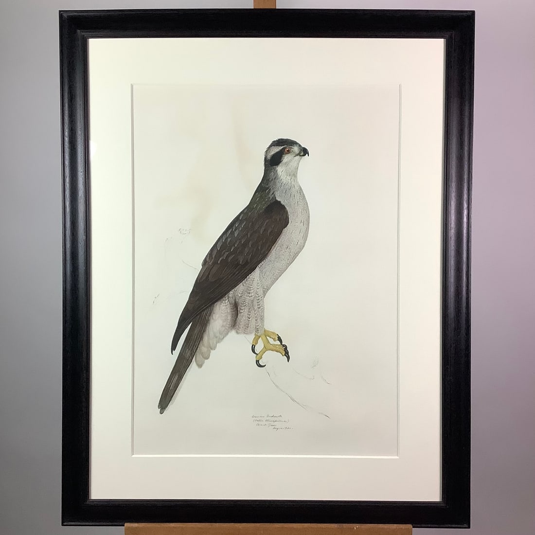 Carroll Sargent Tyson Jr. 1920 Lithograph "American Goshawk" (Astur Atricapillus) (1 of 4)