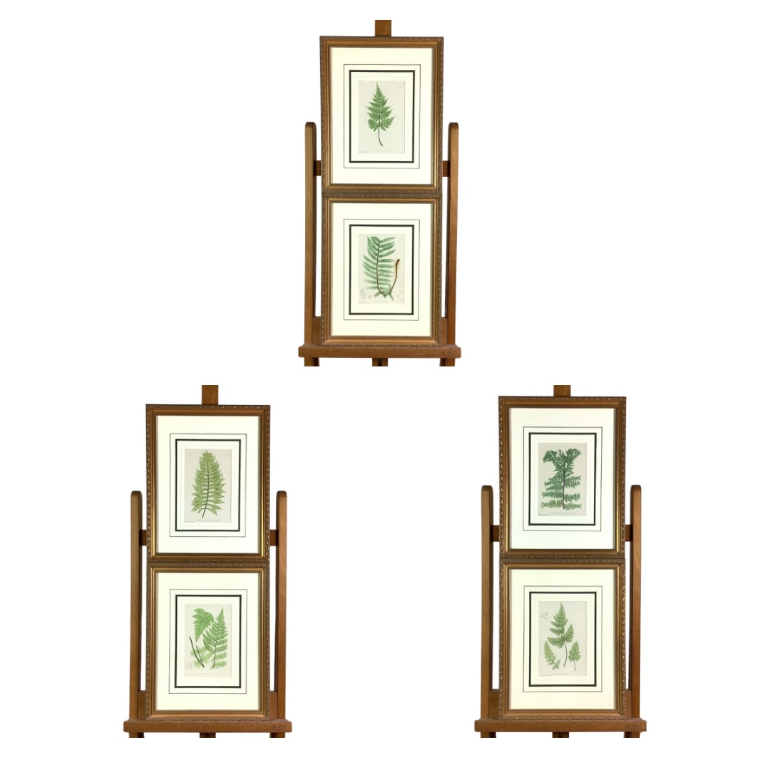 Set of 6 Octavo Edition of British Ferns By Henry Bradbury/Thomas Moore (1 of 12)