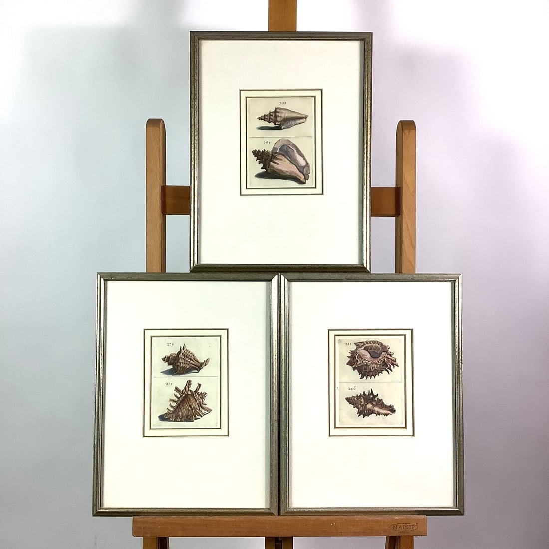 Set of 3 18th Century Hand Colored Engraving of Sea Shells By Filippo Bonanni (1 of 4)