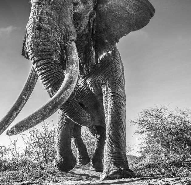 David Yarrow, Lugard, Kanya, 2017 (1 of 1)