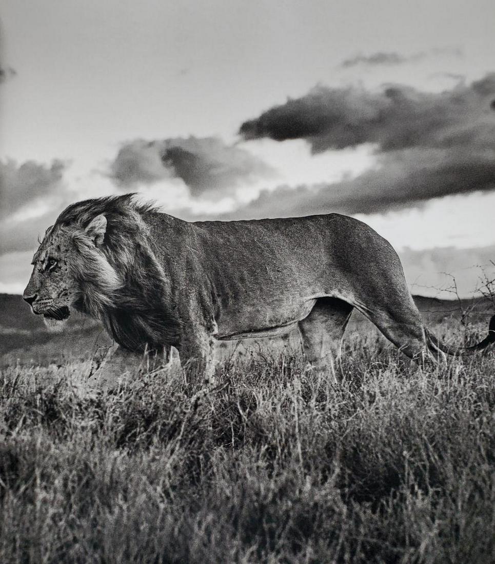 David Yarrow, The Late Shift, Lewa, Kenya, 2017 (1 of 1)