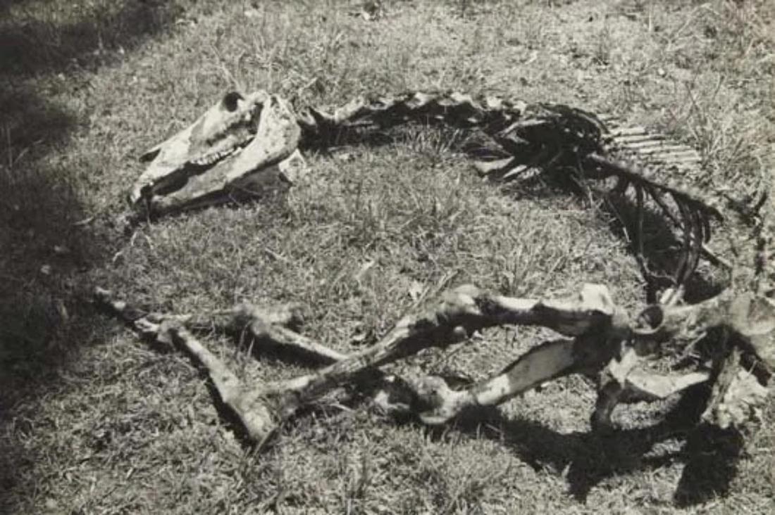 Manuel Alvarez Bravo, Recuerdo de Atzompan, (1 of 1)