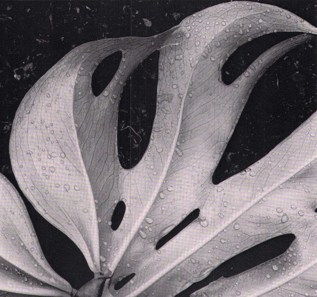 Brett Weston, Leaf, Hawaii, 1979: Photographer: Brett Weston, American, 1911 - 1993, developed his own vision and pursued a celebrated photographic career, beginning at 13 and continuing until the end of his life. He started work in 1