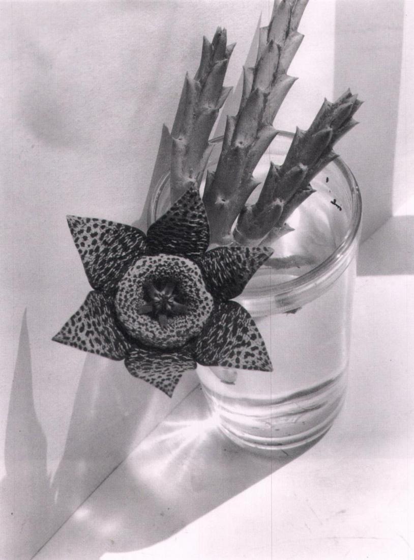 Imogen Cunningham,Stapelia in Glass, (1 of 1)