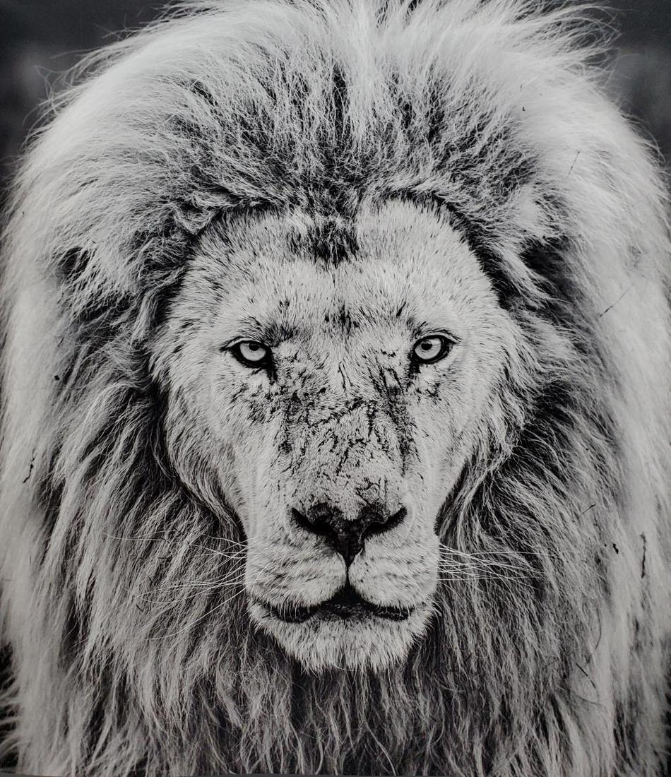 David Yarrow, Gandolf, South Africa, 2019 (1 of 1)