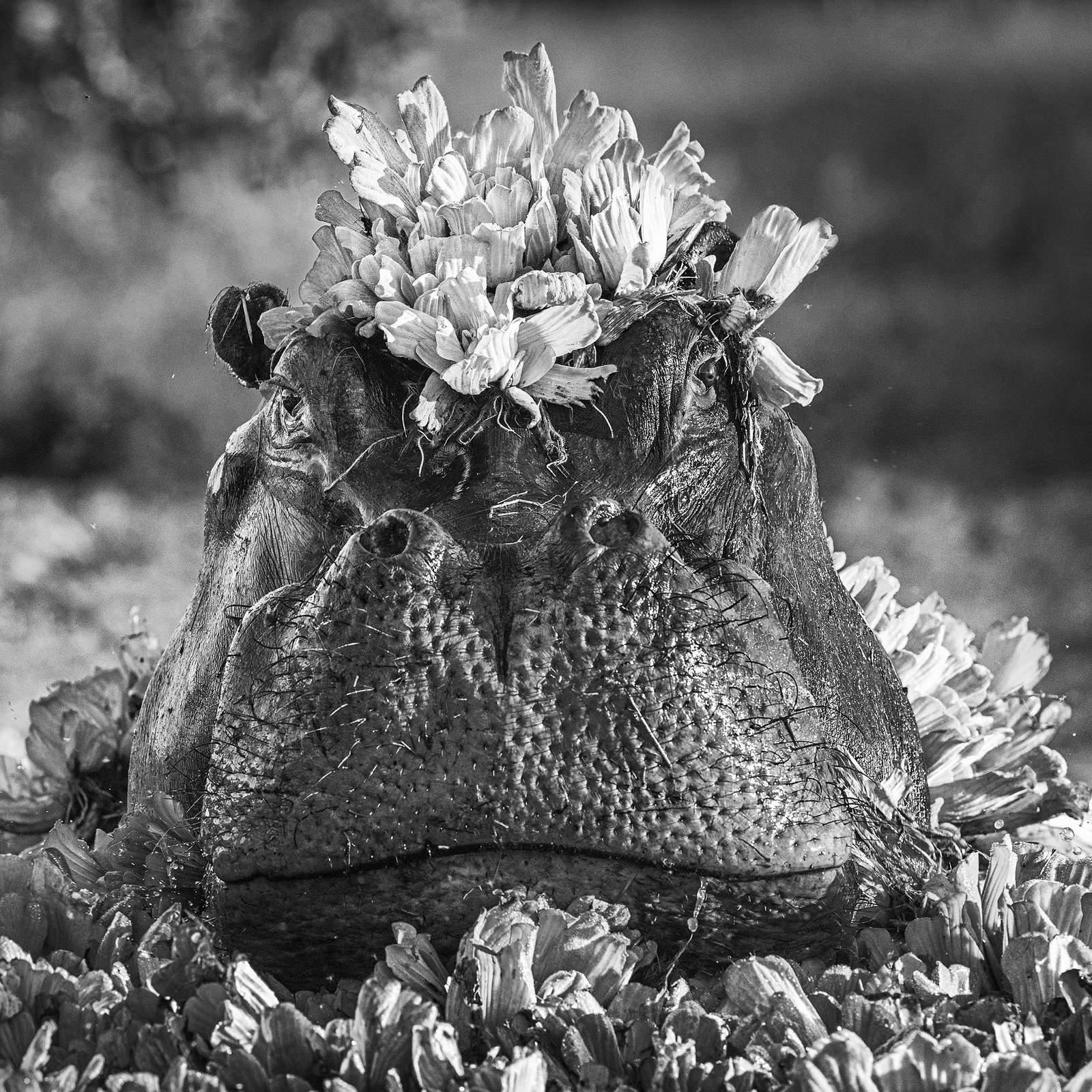 David Yarrow, Royal Ascot, Zimbabwe, 2017 (1 of 1)