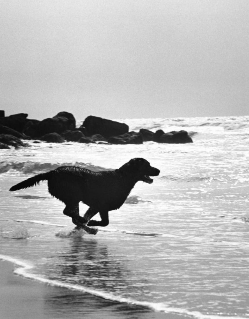 Michael Dweck, Beach Dog, Ditch Plains,: Artist: Mabel Dwight Title: Beach Dog, Ditch Plains, Date Of Negative: 1930s Type Of Print: Vintage Photogravure/Lithograph, Printed from the original plate Date Of Print: 2002 Paper: Medium weight, s