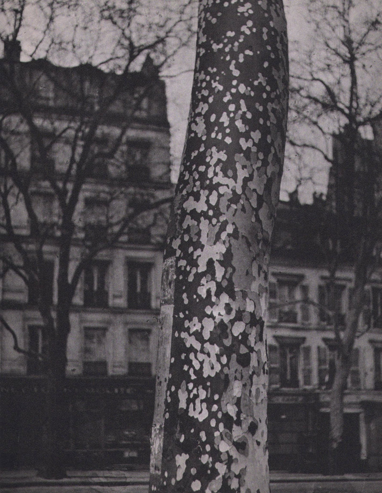 Brassai, Plane Tree, Paris, 1938,: Photographer: Brassai (pseudonym of Gyula Halsz, 1899 - 1984) - historically important Hungarian photographer, sculptor and filmmaker who rose to fame in France. Title: Plane Tree, Paris, Date Of Nega
