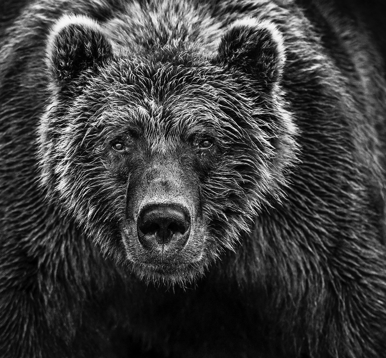 David Yarrow, Face Off, Alaska, USA, 2016 (1 of 1)