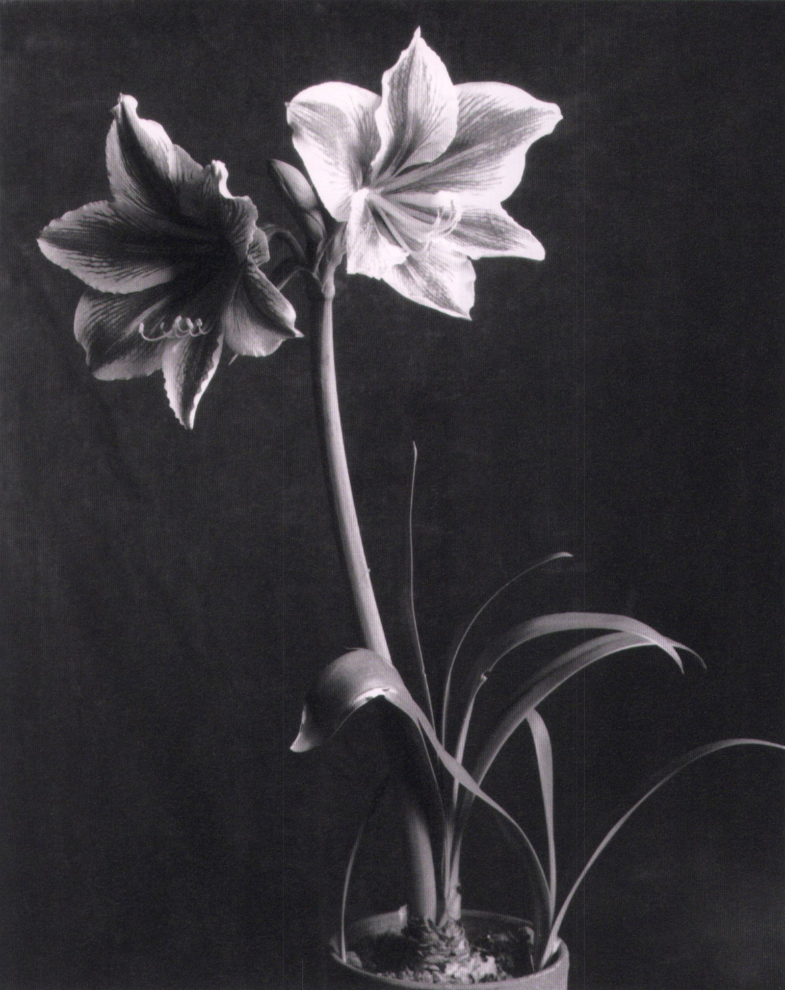 Imogen Cunningham: Flora — Alice's Book Shelf