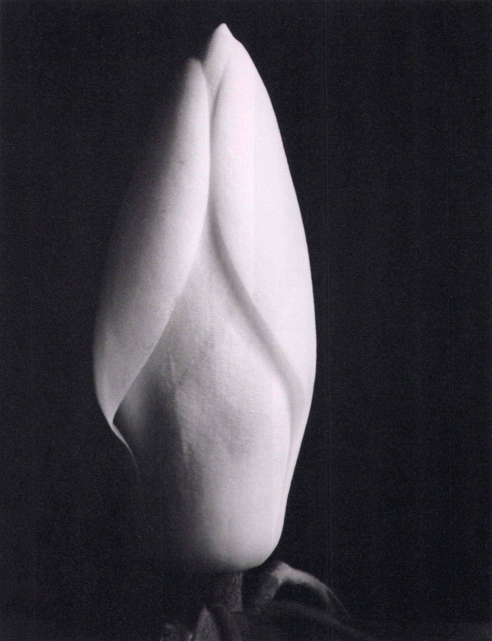 Imogen Cunningham, Magnolia Bud, 1929 (1 of 1)