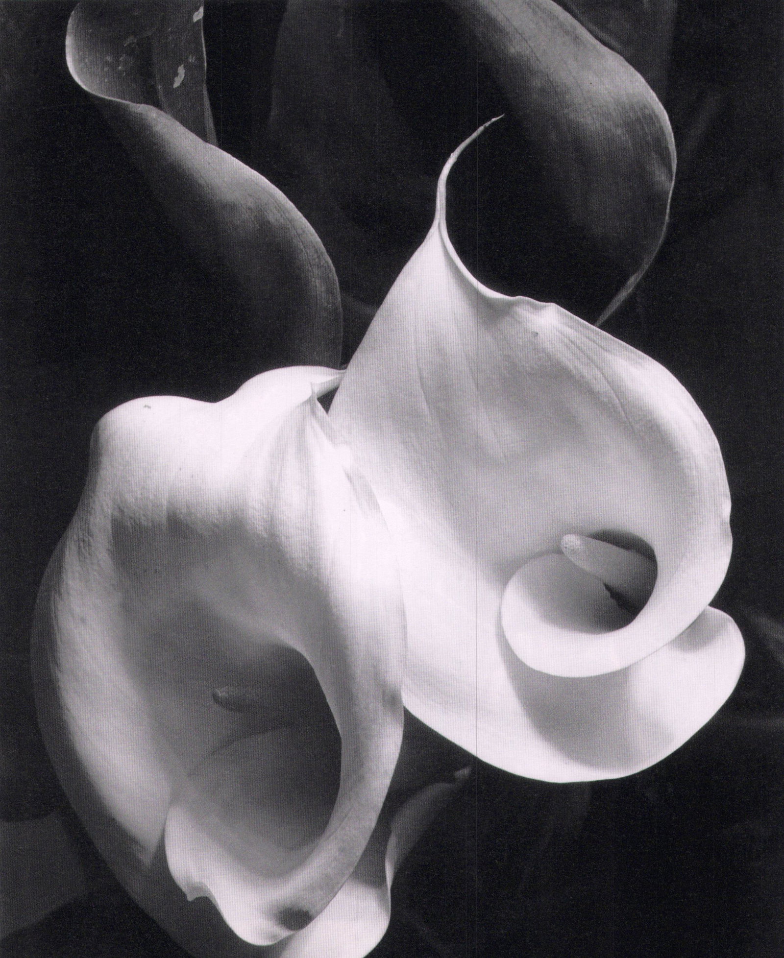 Imogen Cunningham, Two Callas, before 1929 (1 of 1)