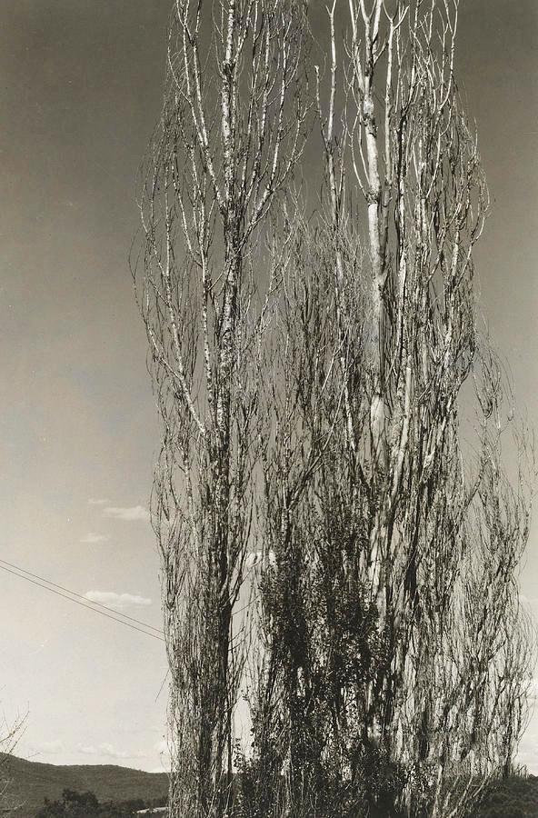 Alfred Stieglitz, Poplars, Lake George, 1934: Photographer: Alfred Stieglitz (American, 1879 - 1973) - Internationally renowned and historically significant. Title: Poplars, Lake George, Date Of Negative:1934 Type Of Print: Authentic Vintage Shee