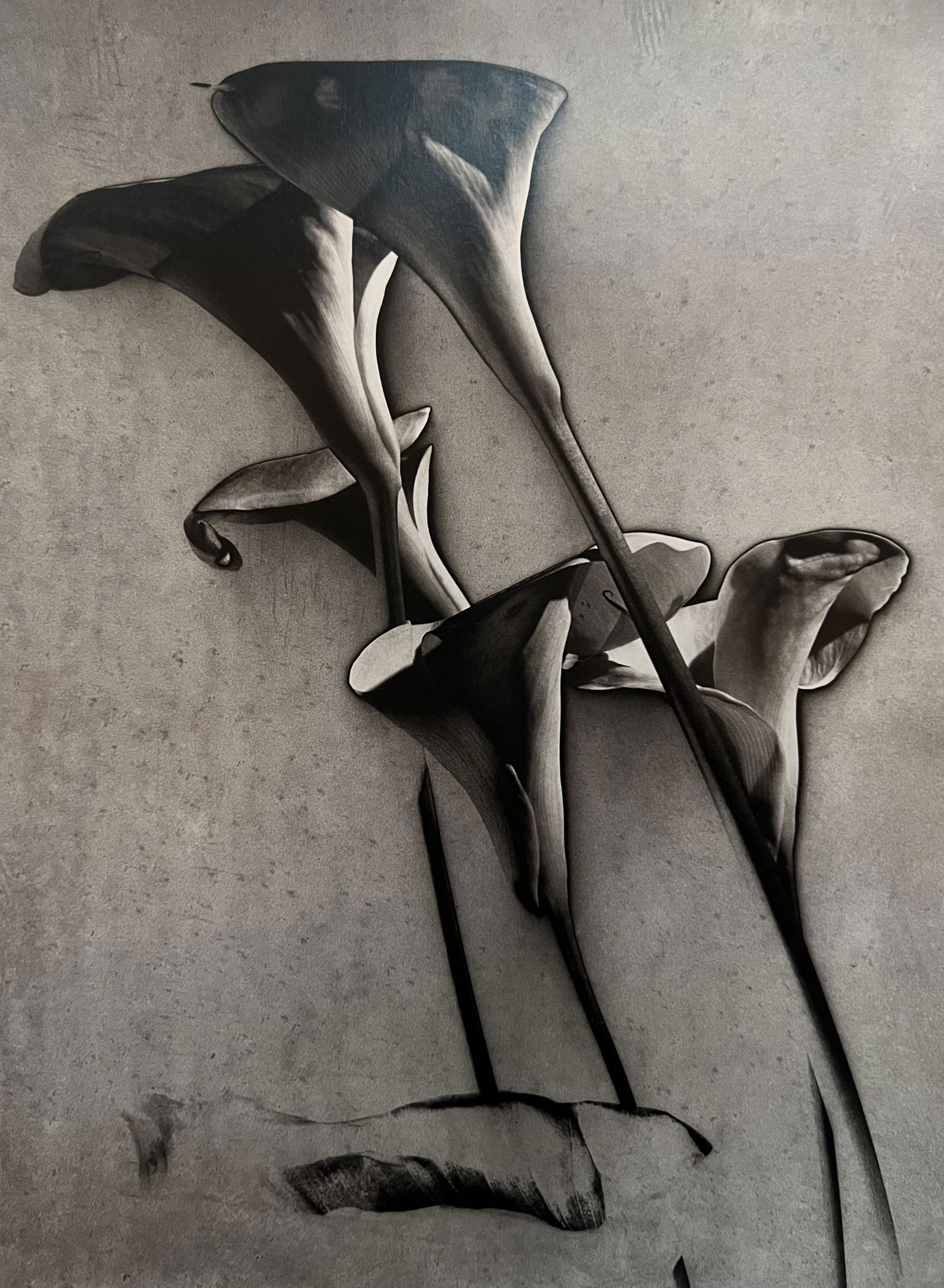 Man Ray, Calla Lilies, 1930, (1 of 1)