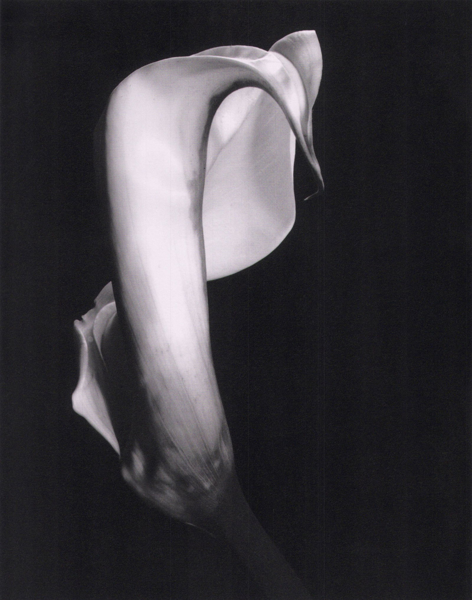 Imogen Cunningham, Calla Bud, ca. 1929 (1 of 1)