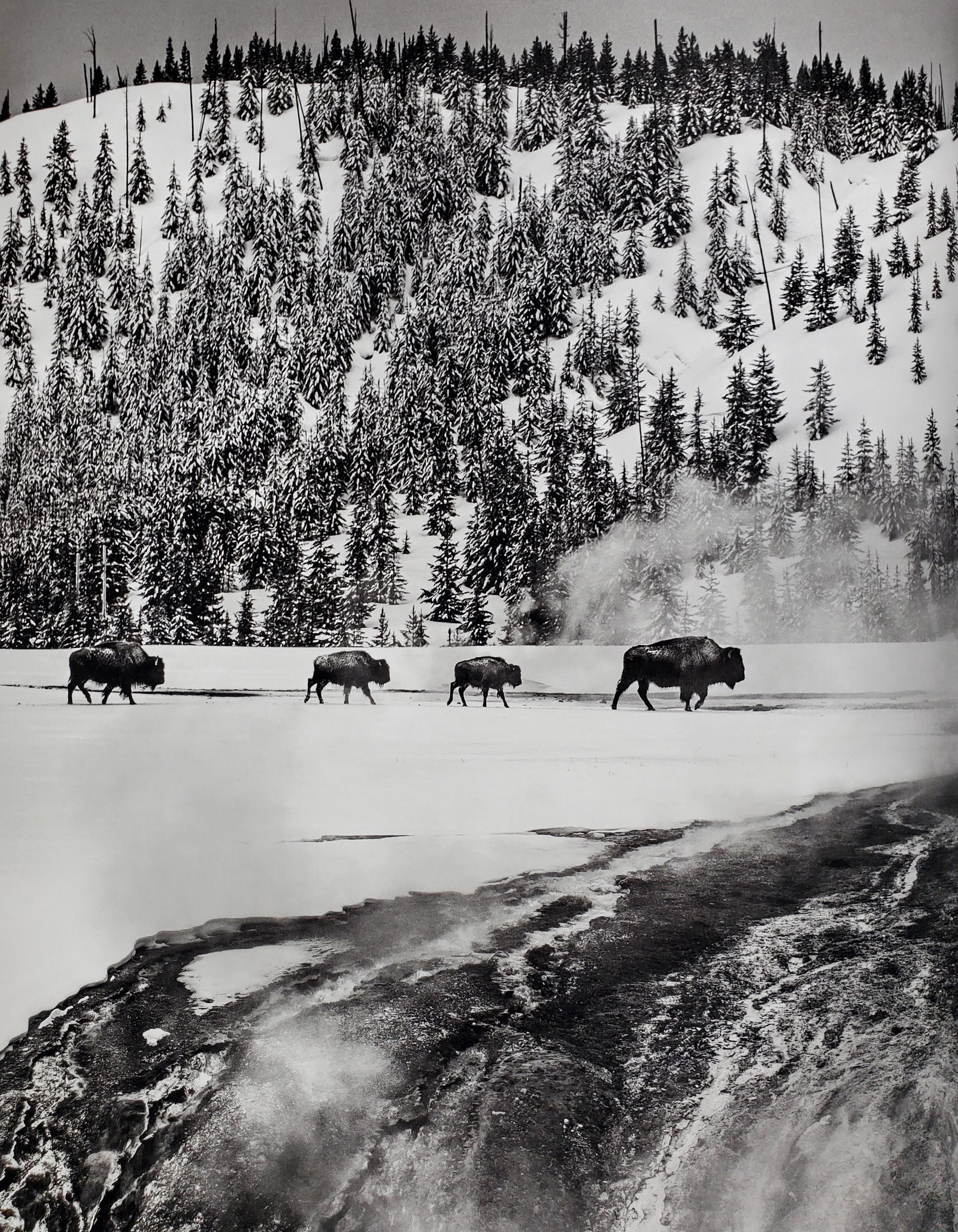 David Yarrow, Yellowstone, Wyoming, USA, 2017 (1 of 1)