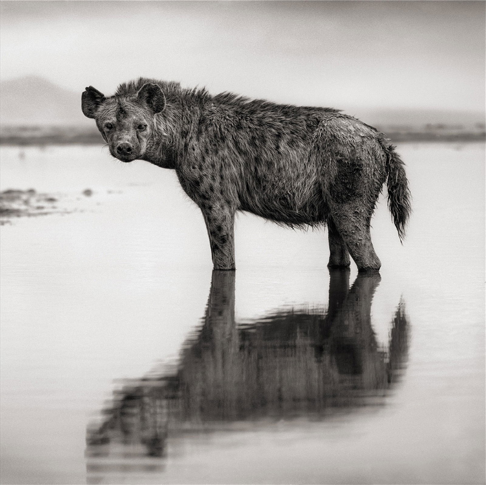Nick Brandt, Hyena in Water, Amboseli, 2010 (1 of 1)
