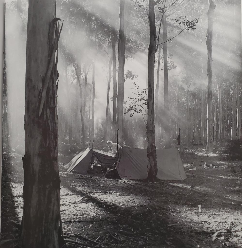 Max Dupain, Blue Gum Forest, Grose Valley, NSW, C.1940s: Photographer: Maxwell Spencer Dupain (22 April 1911 â€“ 27 July 1992) was an Australian modernist photographer. Title: Blue Gum Forest, Grose Valley, NSW Date Of Negative: C.1940's Type Of Print: